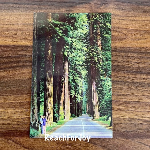 Vintage Postcard Lot 1950s California Giant Redwoods Sequoia Sempervirens Avenue - Picture 4 of 9
